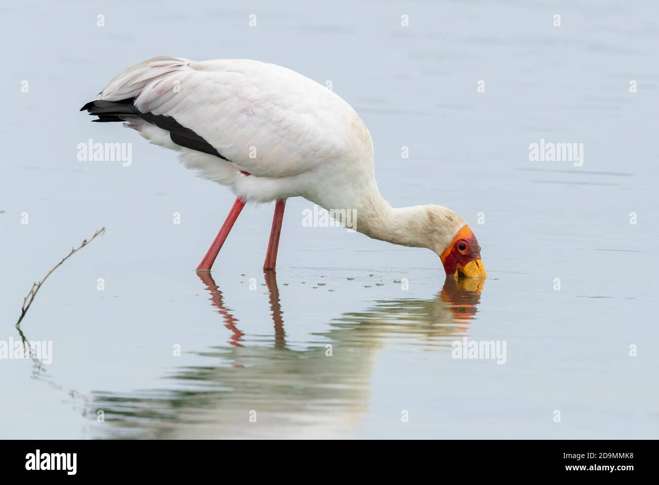 Cicogna gialla (Mycteria ibis), adulto che cerca cibo in acqua, Mpumalanga, Sudafrica Foto Stock