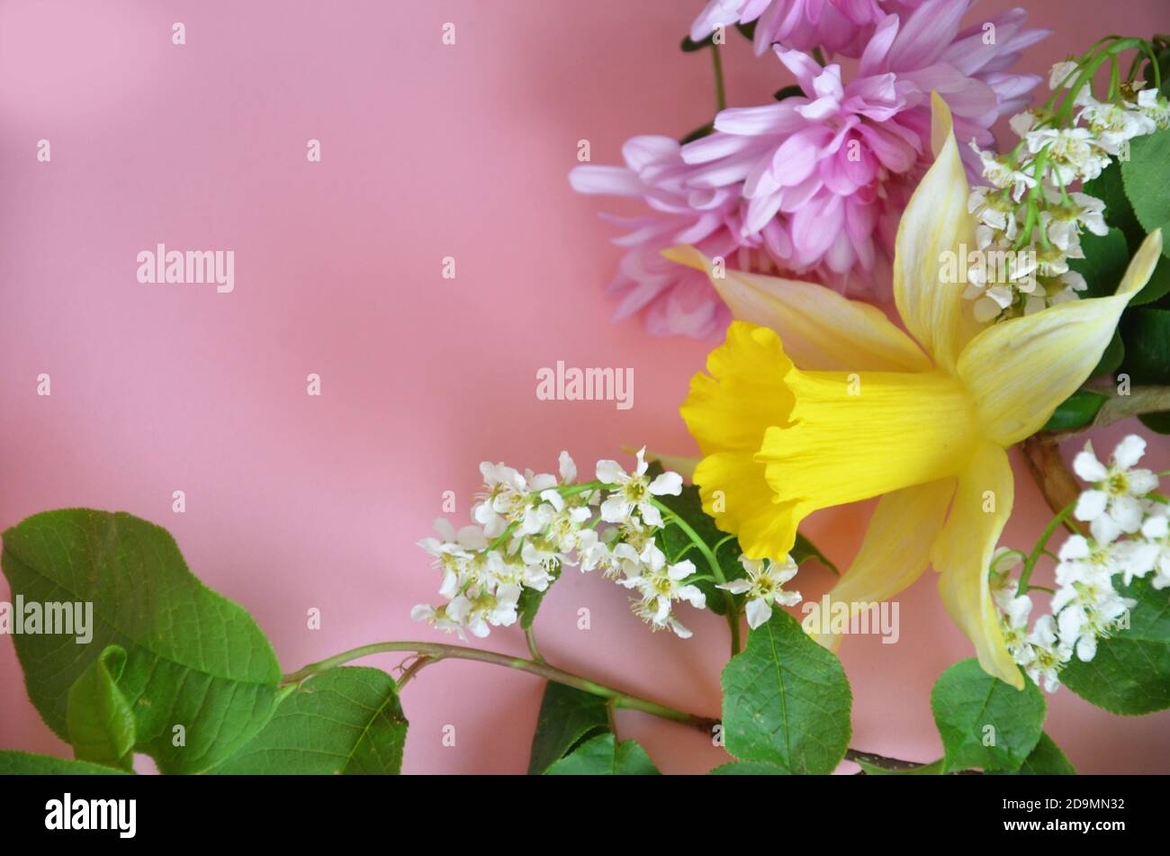 Splendidi fiori primaverili o sommer bianco di mela o ciliegio, caffodil, lilla o porpora su sfondo rosa. Salva lo spazio. Vista dall'alto Foto Stock