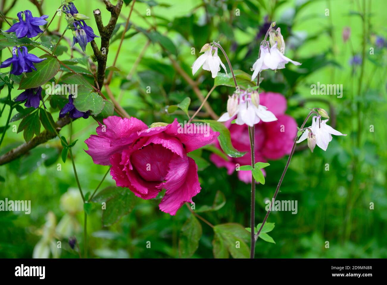 Paeonia suffruticosa, fiore rosa di colore viola, fiori, fioritura, peony albero, primavera, giardino, giardini, RM Floral Foto Stock