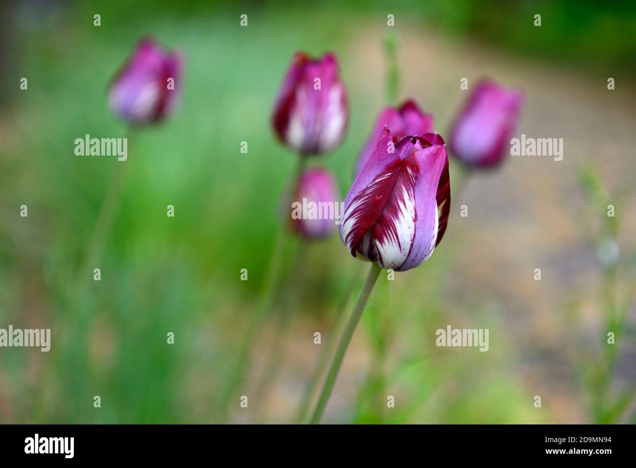 Tulipano fiorista inglese,tulipano rotto,virus tulipano rottura,marcature fiammate,marcate,virali,virus,virus della pianta,fiore viola rosa,fiori,fioritura tulipani, tul Foto Stock