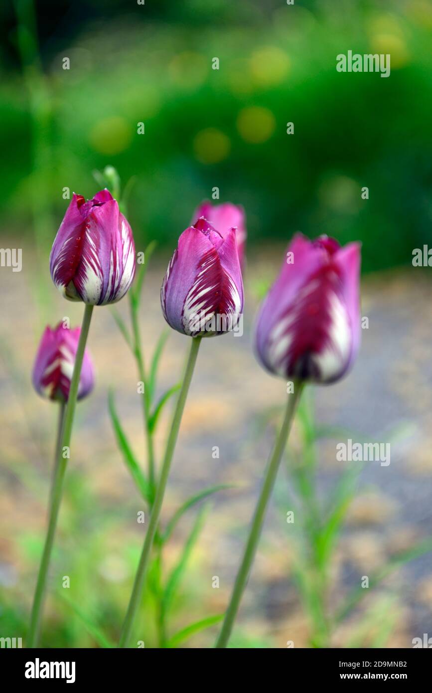 Tulipano fiorista inglese,tulipano rotto,virus tulipano rottura,marcature fiammate,marcate,virali,virus,virus della pianta,fiore viola rosa,fiori,fioritura tulipani, tul Foto Stock