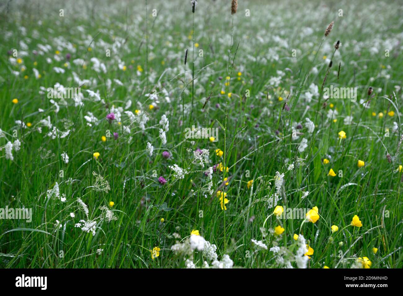 ammi, prato di fiori selvatici, fiori selvatici, prati, insetto amichevole, rewilding, rewild, giardino, giardini, giardinaggio, RM Floral Foto Stock