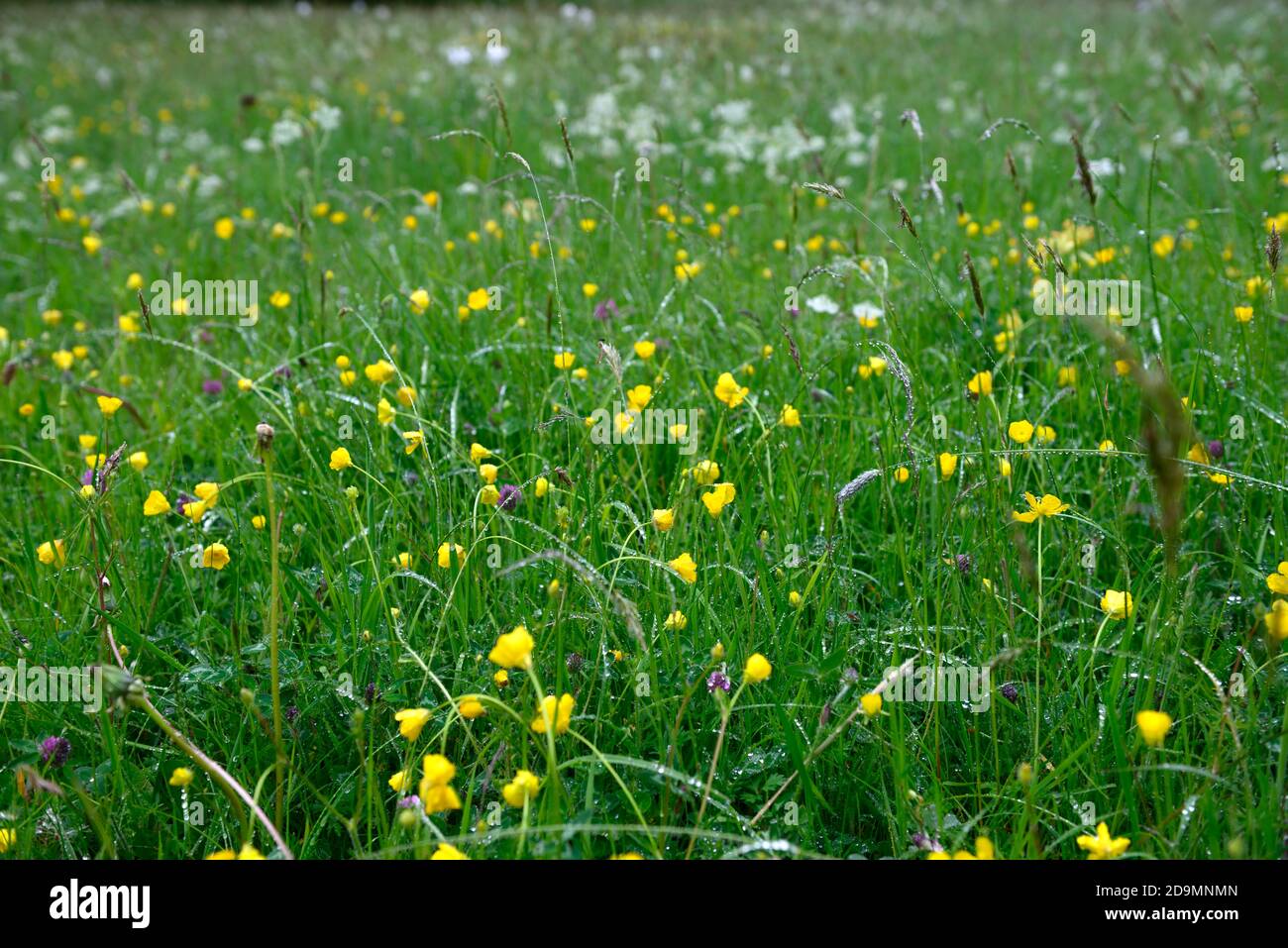 Gialle buttercups, prato di fiori selvatici, fiori selvatici, prati, insetto amichevole, rewilding, rewild, giardino, giardini, giardinaggio, RM Floral Foto Stock