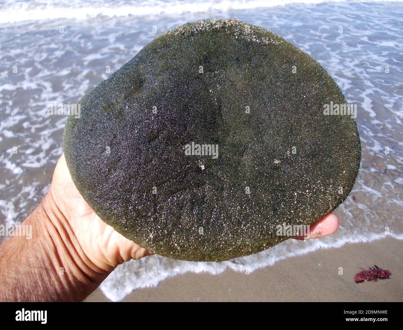 Codium bursa, alga conosciuta anche come palla di spugna verde Foto stock -  Alamy
