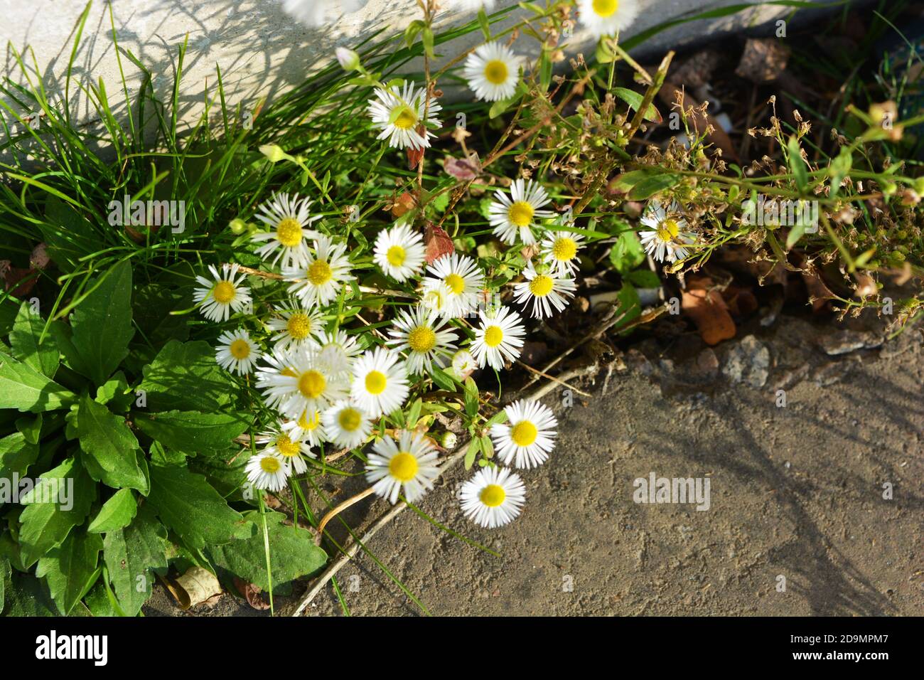 Belle feste selvatiche piccole margherite che crescono lungo la recinzione di cemento bianco nel selvaggio. La bellezza unica di piante e fiori ucraini selvatici. Foto Stock