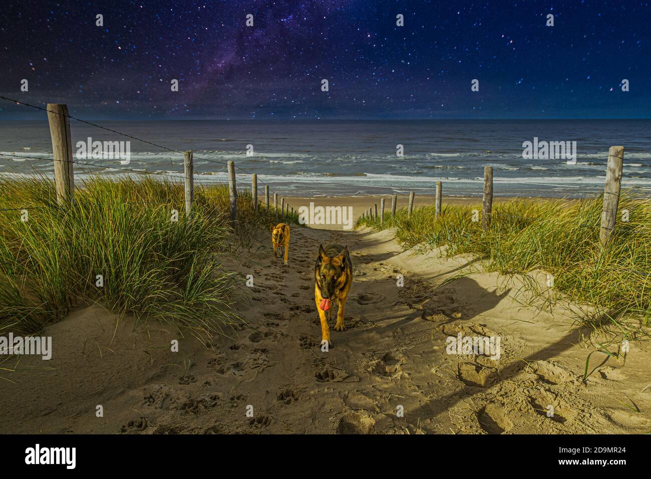Scena notturna sulla spiaggia sul Mare del Nord con luce di luna da sinistra e una galassia sfocata nel sfondo mentre due cani esausti camminano su duna Foto Stock