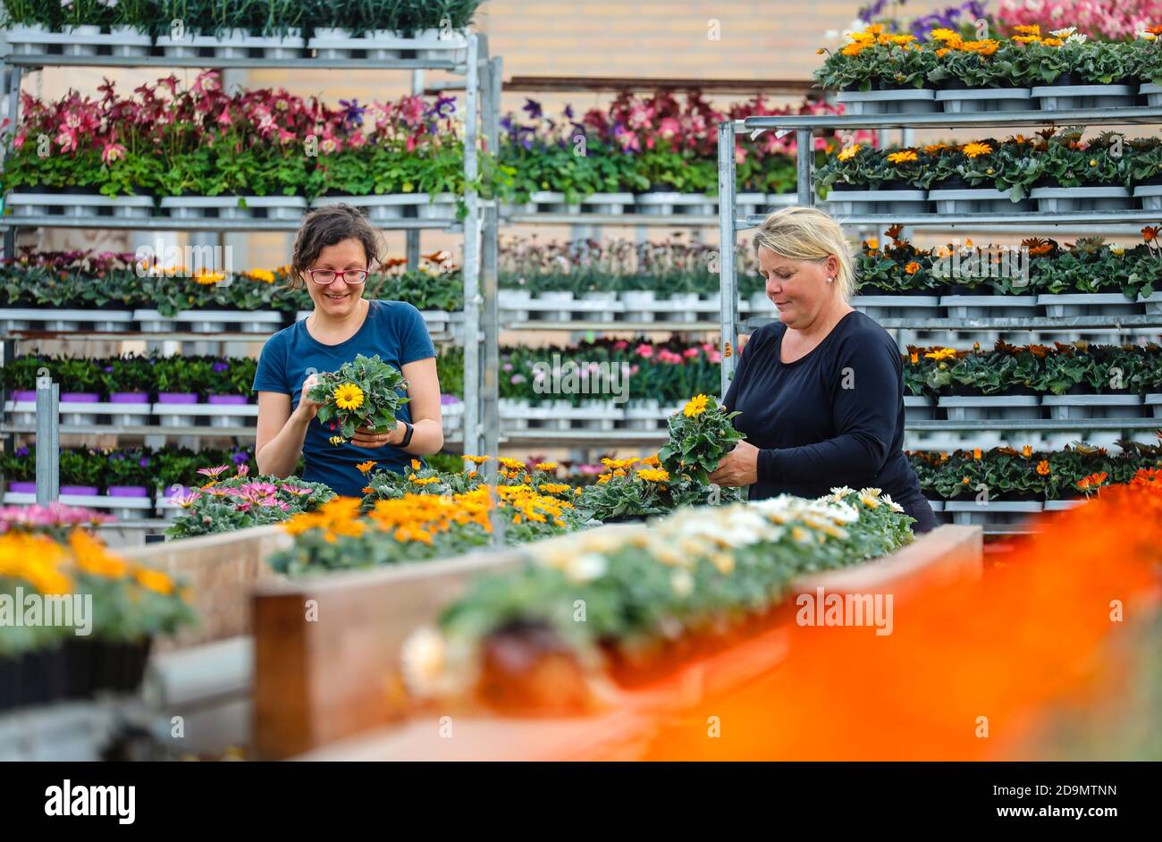 I giardinieri del settore orticolo preparano le piante in vaso in vendita, Kempen, Niederrhein, Renania settentrionale-Vestfalia, Germania Foto Stock