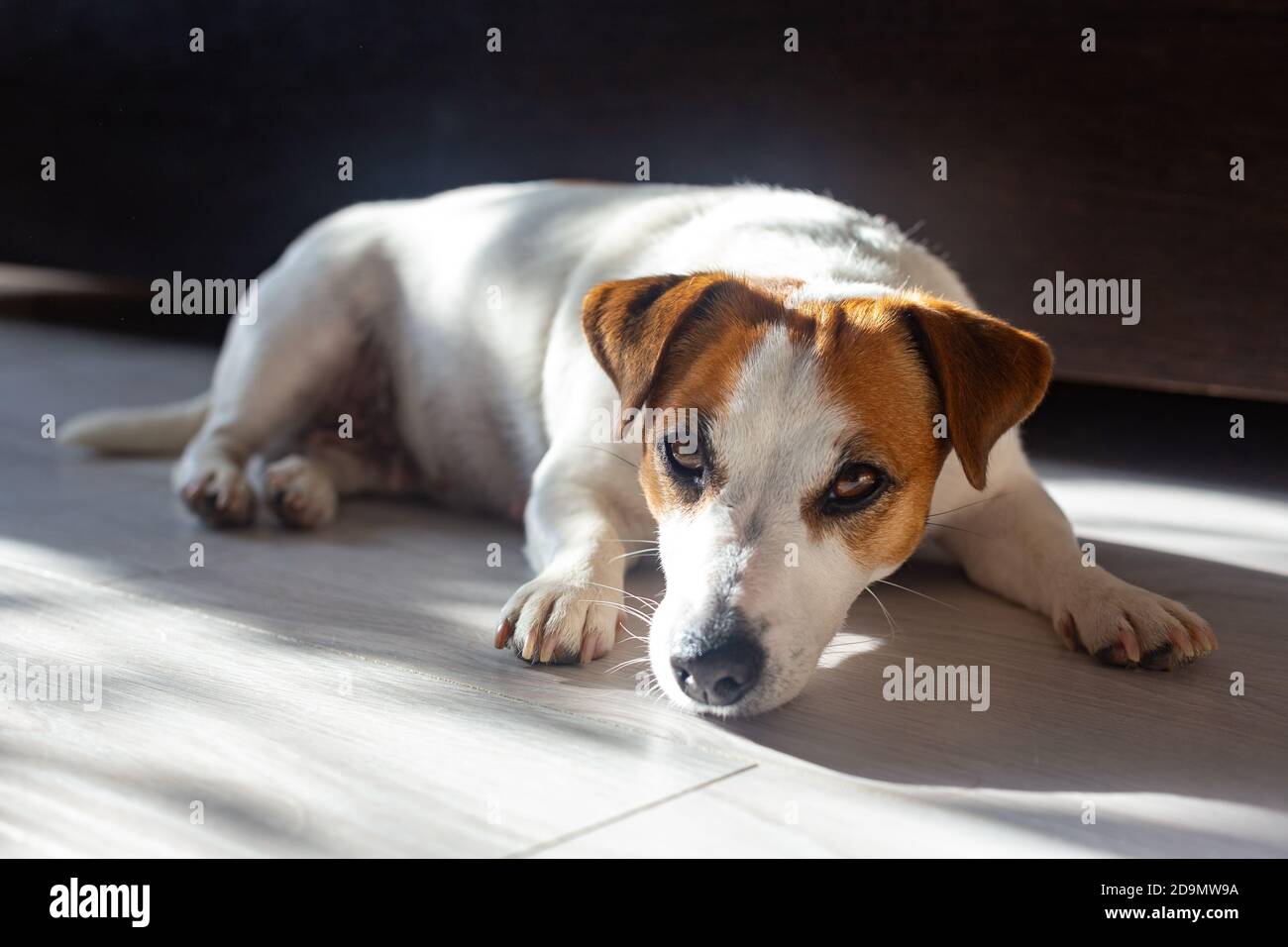 Il bel cane Jack Russell Terrier giace sul pavimento dello stomaco, allunga le gambe in avanti, guarda la macchina fotografica, crogiolarsi al sole. Animale purebred. Marrone Foto Stock