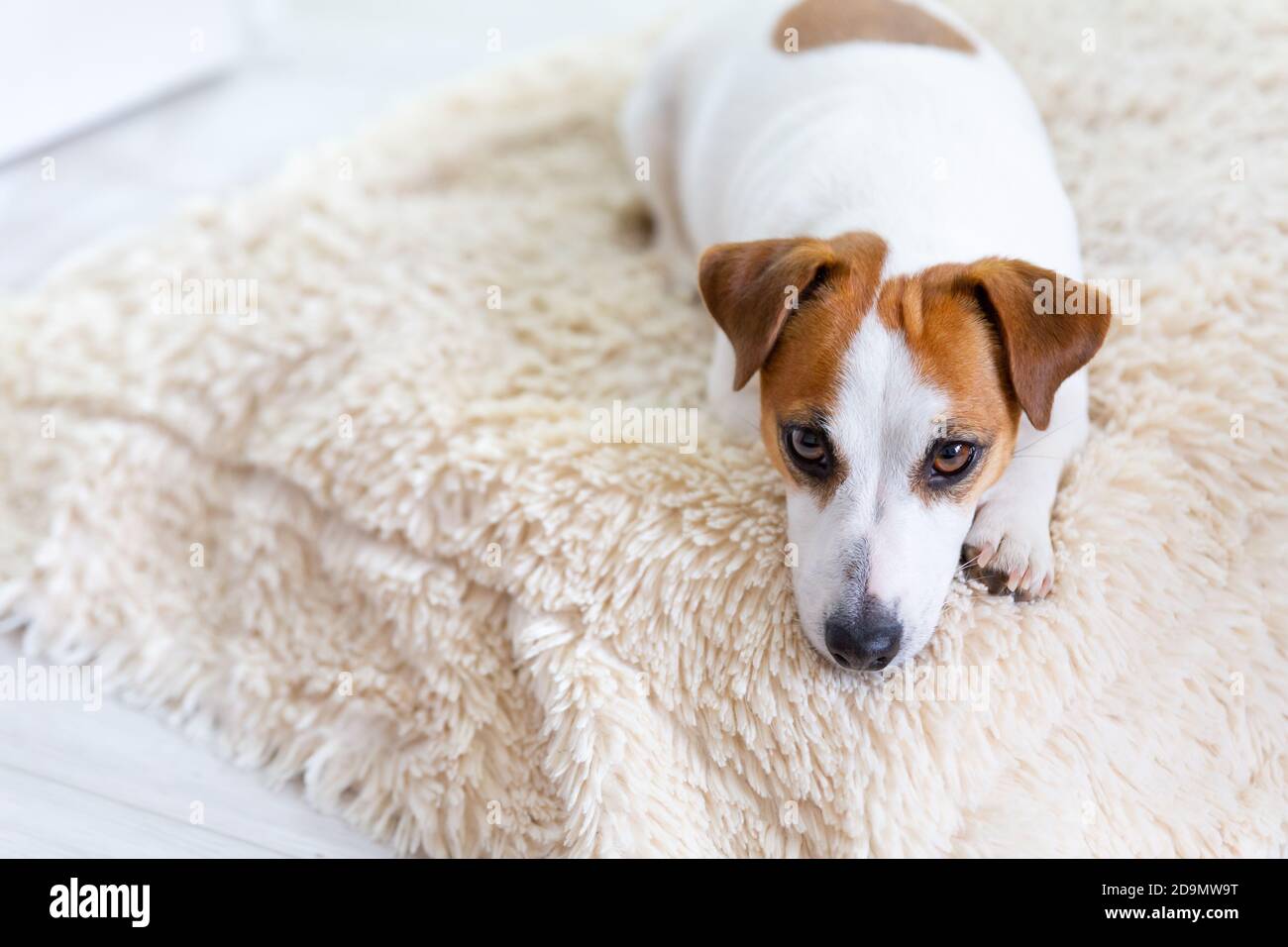 Un bel cane Jack Russell Terrier si trova sul pavimento su una soffice coperta, allunga le gambe in avanti, guarda la macchina fotografica. Occhi marroni, naso nero. Cane d Foto Stock