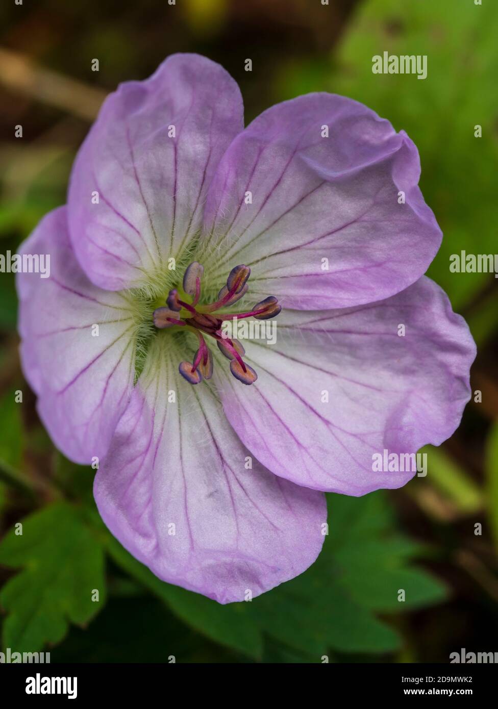 Wild Geranium wildflower, Chicago Basin, Weminuche Wilderness Area, San Juan National Forest tra Durango e Silverton, Colorado. Foto Stock