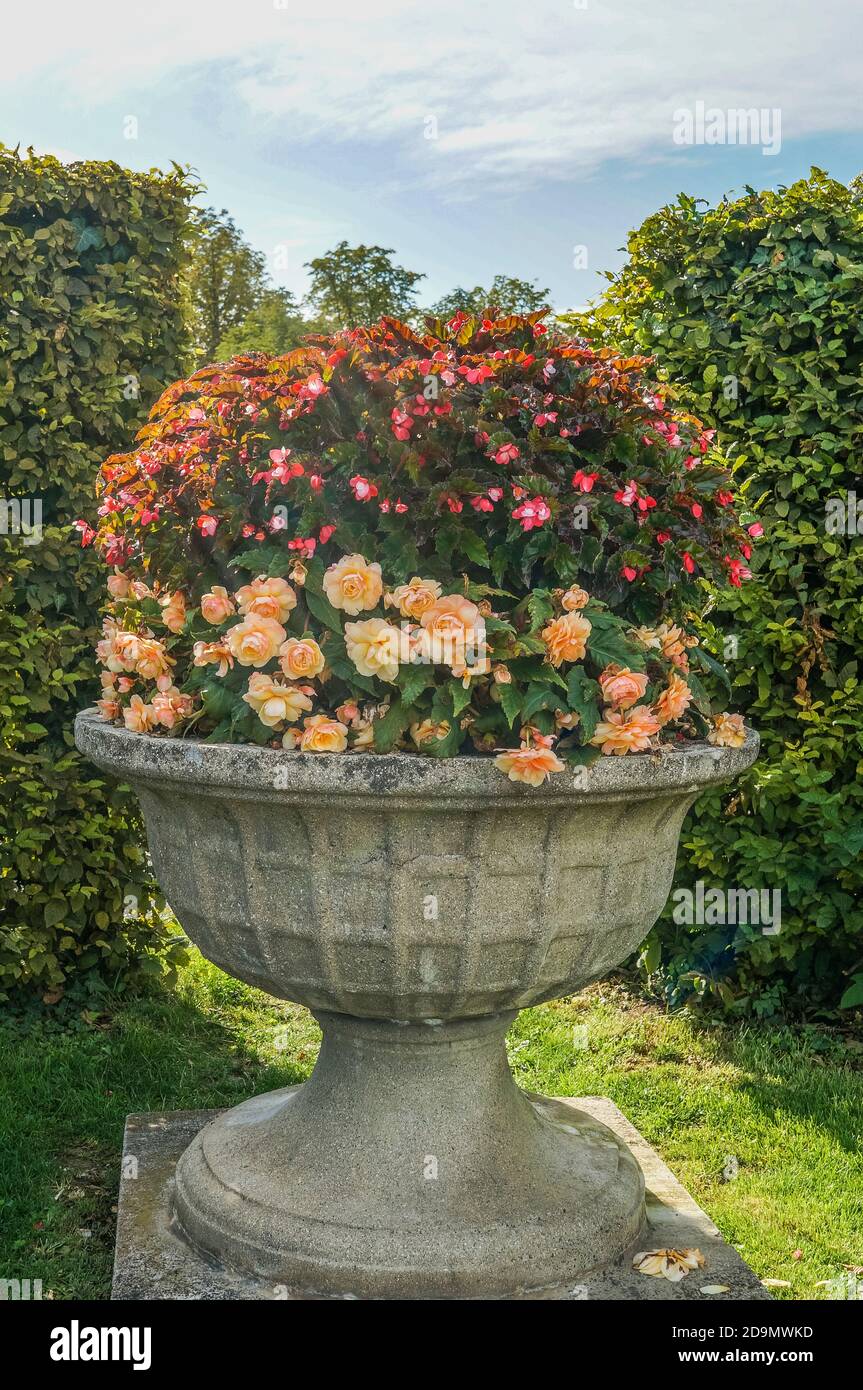 Germania, Baden-Wuerttemberg, Ludwigsburg, composizioni floreali nei giardini del palazzo di Ludwigsburg Foto Stock