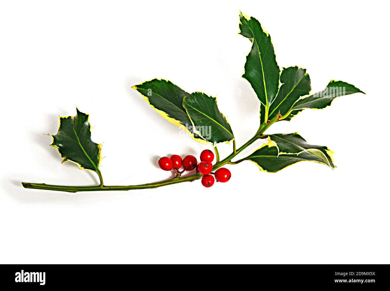 Agrifoglio variegato con bacche rosse in studio (non ritagliato), Regno Unito Foto Stock