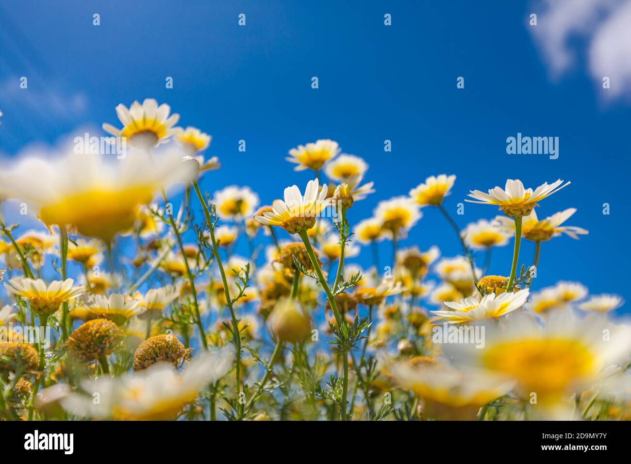 Campo di margherite, cielo blu e sole. Idilliaca primavera estate natura l paesaggio, rilassante natura. Estate luminoso paesaggio con bellissimi fiori selvatici Foto Stock