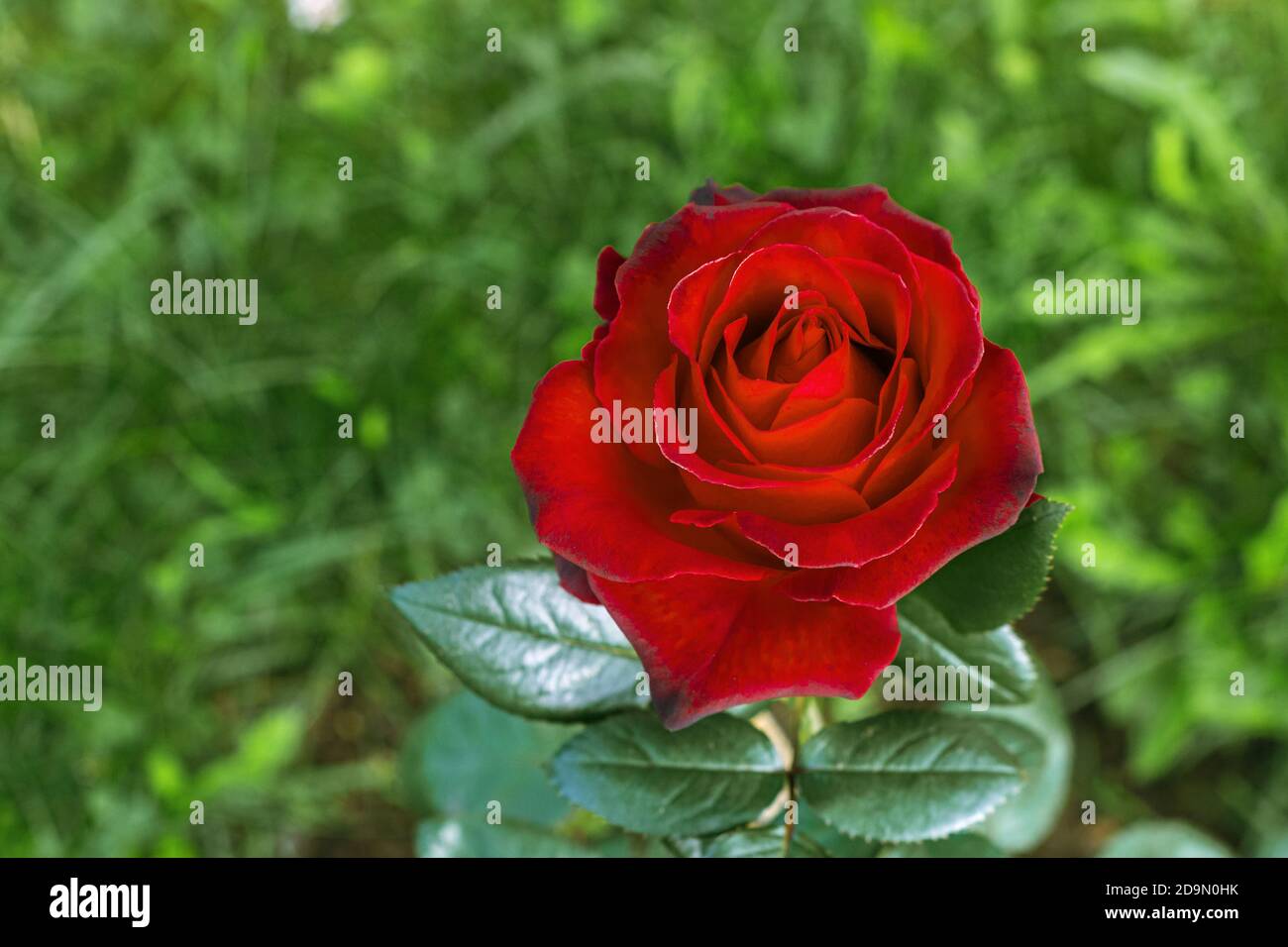 Germoglio di una rosa rossa brillante con petali fiorenti, su uno sfondo di erba verde. Foto Stock