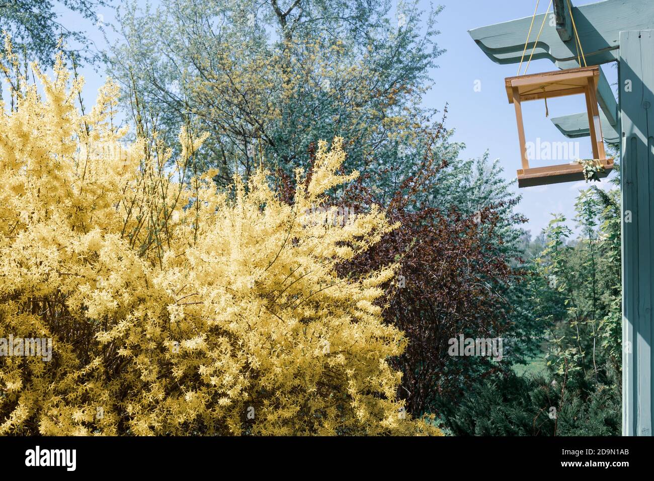 Fiori di forsizia e alimentatore di uccelli. Golden Bell, fiorente in primavera giallo giardino cespuglio Foto Stock