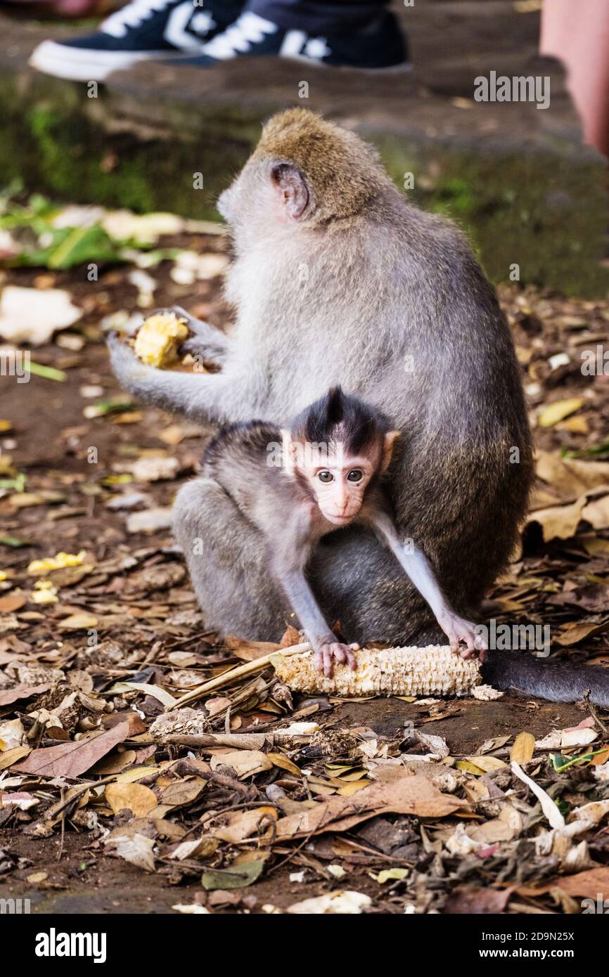 Scimmie piccole carine nella foresta delle scimmie di Ubud In Indonesia Foto Stock