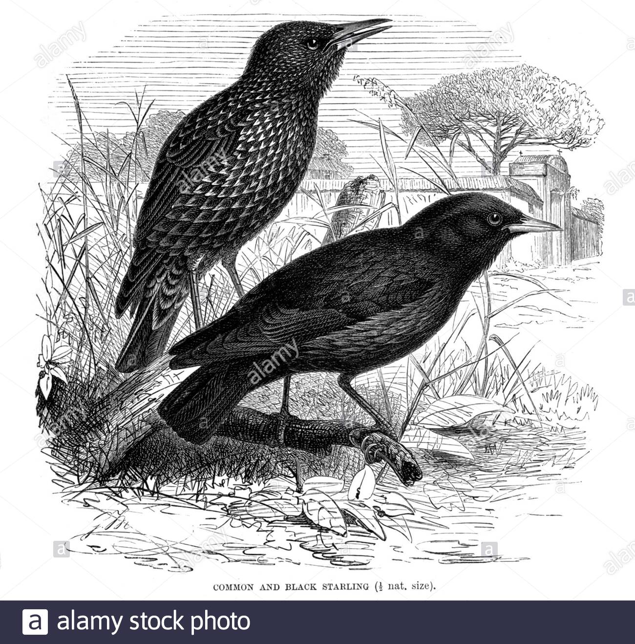 Common e Black Starling, illustrazione vintage del 1894 Foto Stock