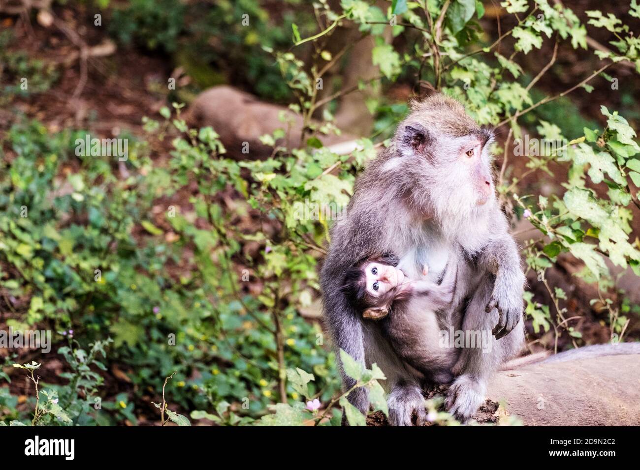 Scimmie piccole carine nella foresta delle scimmie di Ubud In Indonesia Foto Stock