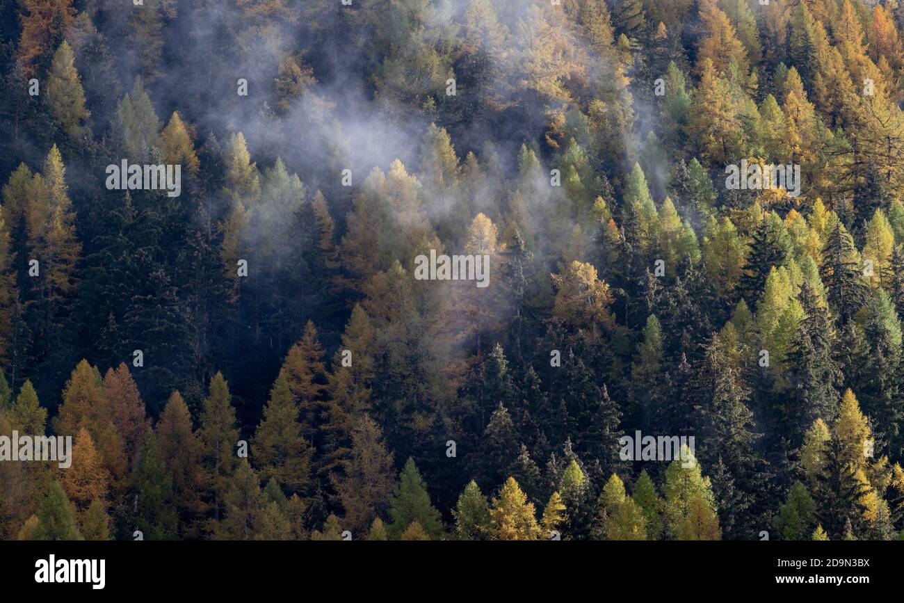 Arancio e giallo Autunno Larch alberi in foresta con nebbia sopra. Autunno o autunno sfondo foresta. Foto Stock
