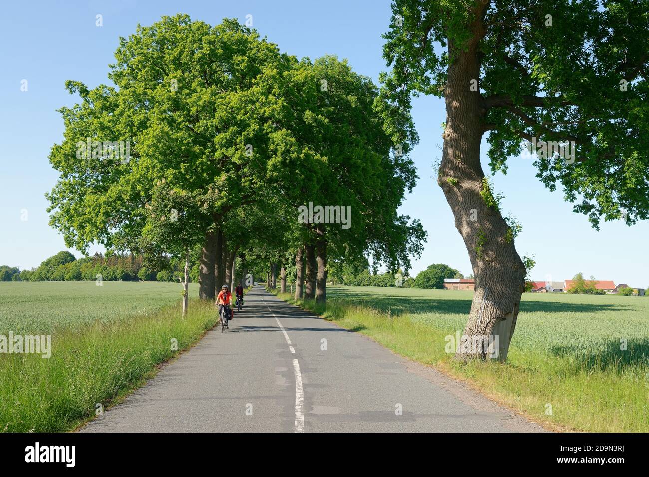Vicolo di alberi tra Liepe e Rankwitz, Lieper Winkel, Isola di Usedom, Mar Baltico, Meclemburgo-Pomerania occidentale, Germania Foto Stock