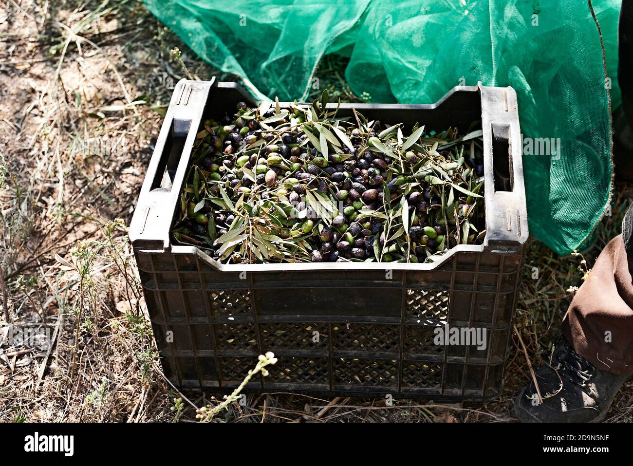 Casse con olive e coperte di raccolta, agricoltura tradizionale Foto Stock