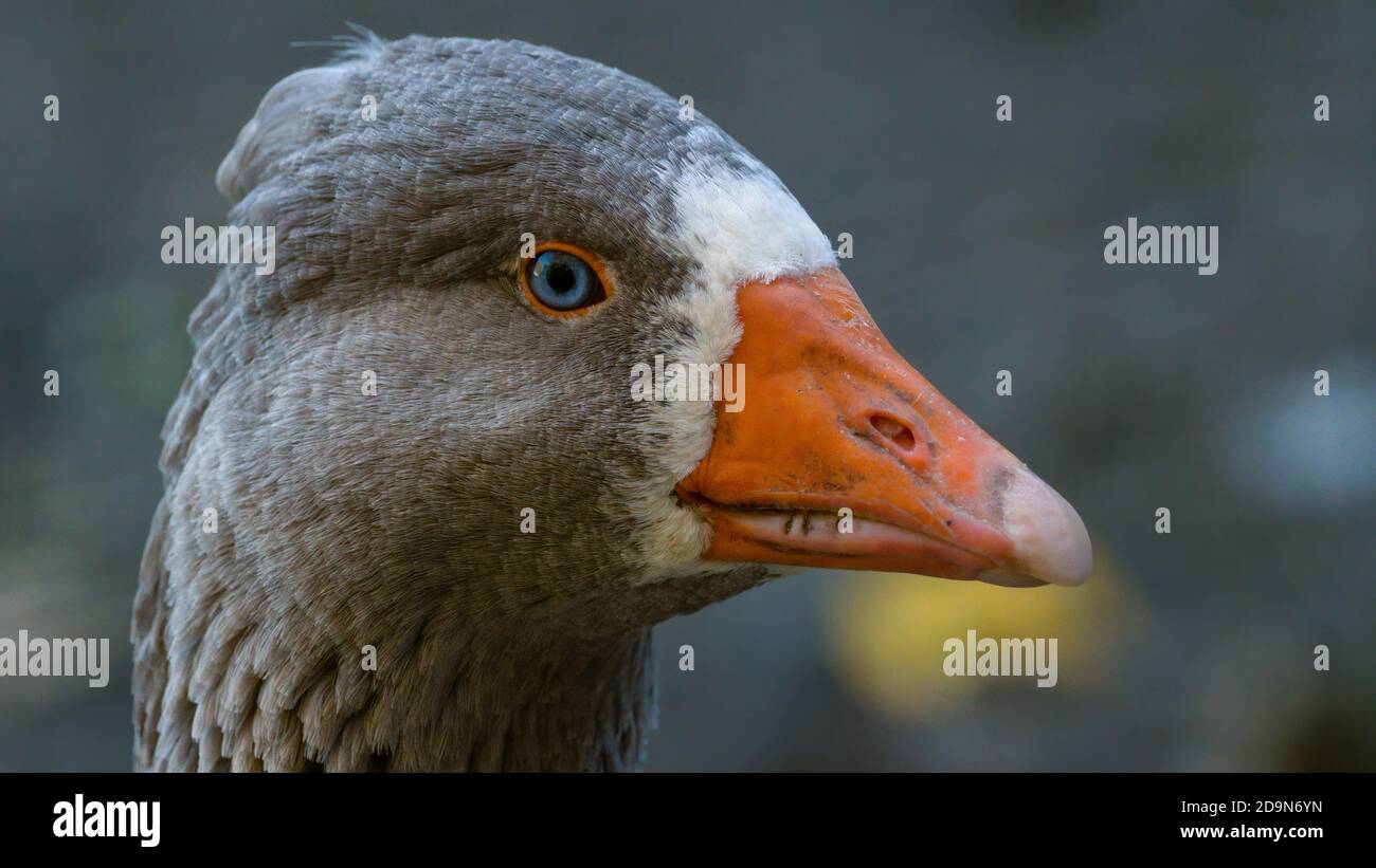 gans, bird, weiß, schnabel, europa, italia, italia, liguria, italia, liguria, Foto Stock