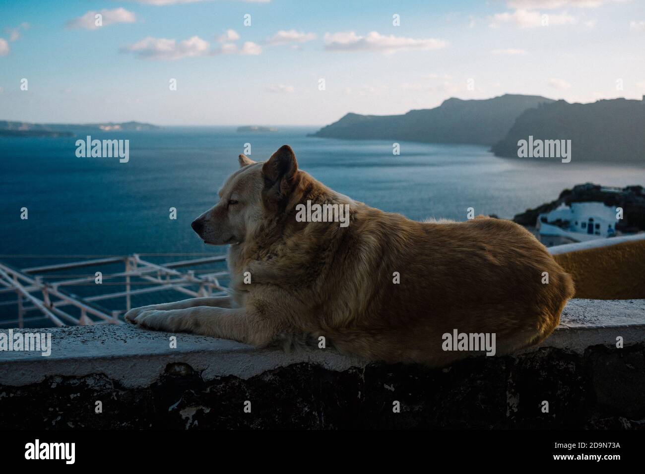Un cane poggia su una sporgenza che si affaccia sull'oceano a Santorini, Grecia Foto Stock