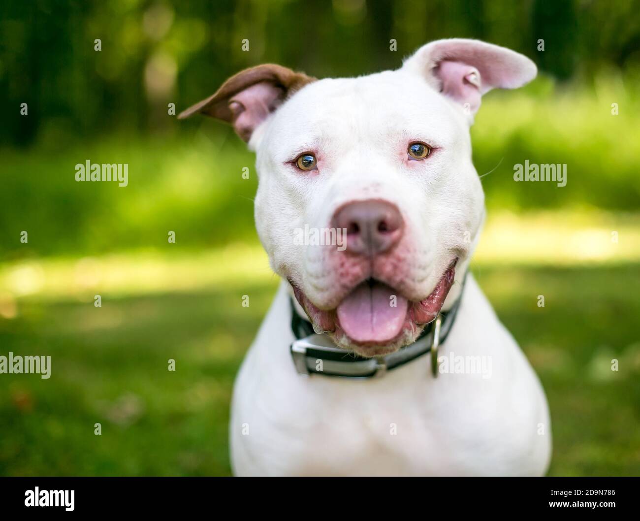Un felice bianco Pit Bull Terrier razza mista cane cercando alla fotocamera Foto Stock