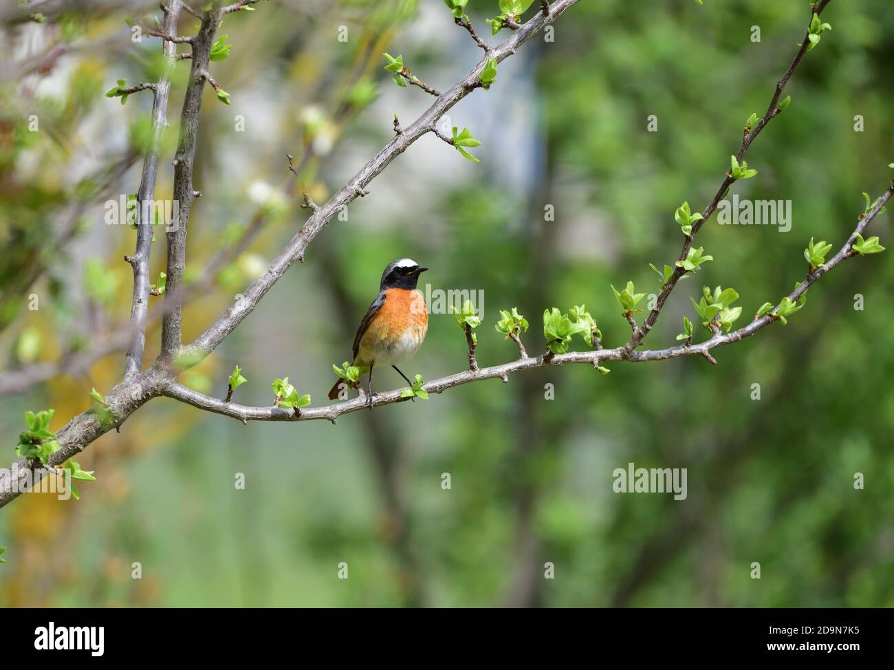 Isolato Redstart maschio posato su un ramo in aprile sullo sfondo naturale della campagna ligure. Foto Stock