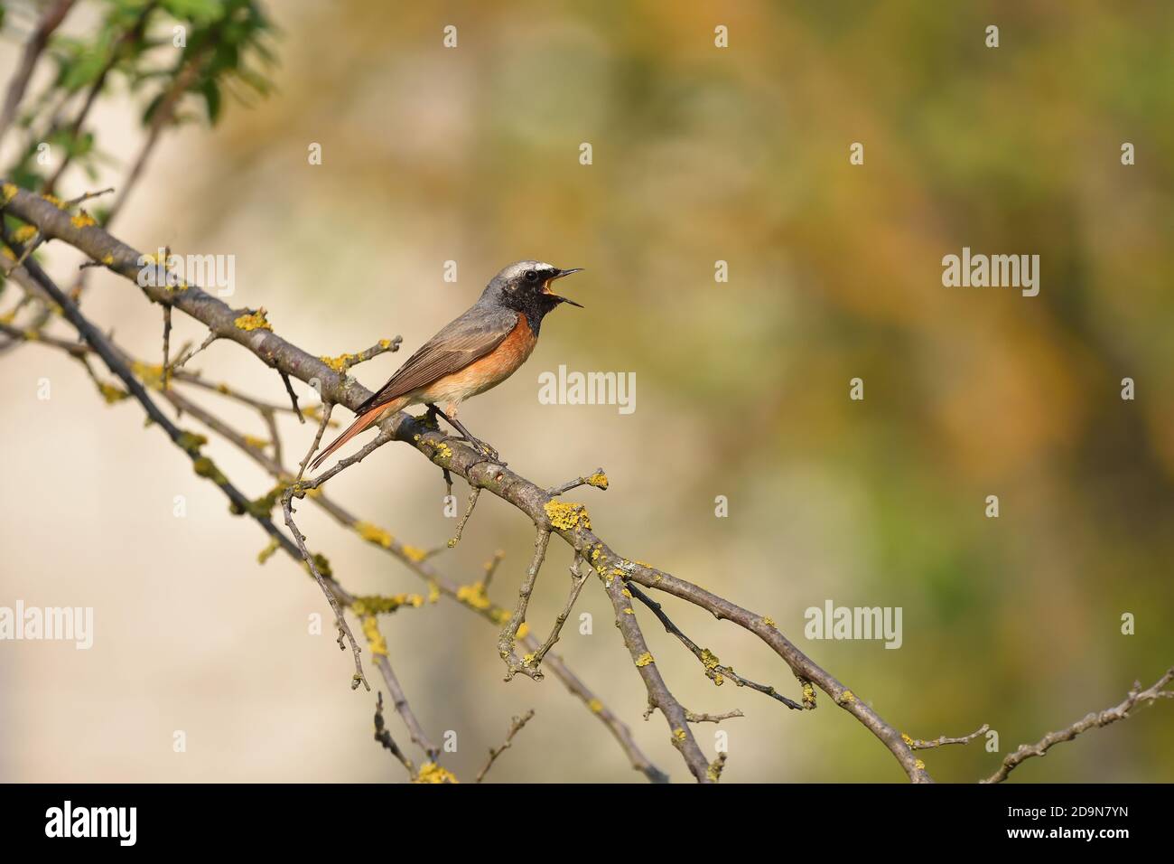 Isolato Redstart maschio posato su un ramo in aprile sullo sfondo naturale della campagna ligure. Foto Stock