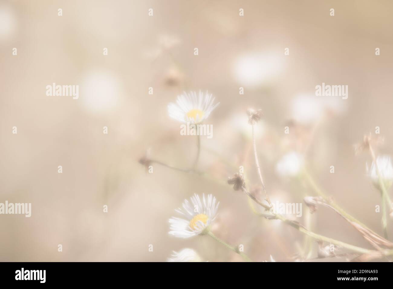 Messa a fuoco morbida immagine sfocata di sfondo naturale. Erba e fiori selvatici sul campo in una giornata estiva alla luce del sole. Sfondo meraviglioso da sogno Foto Stock