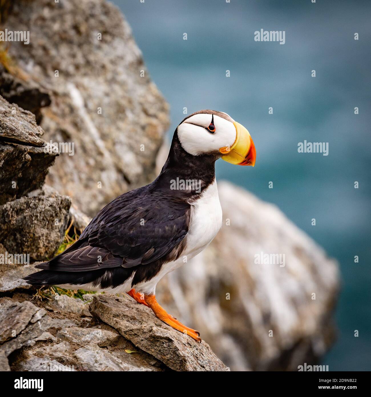 Ritratto di Puffin cornuto Foto Stock