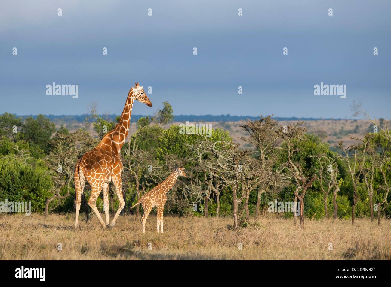 Africa, Kenya, Plateau di Laikipia, Distretto di frontiera settentrionale, Conservatorio di OL Pejeta. Madre reticolata giraffa con neonato (SELVATICA: Giraffa cameloparda Foto Stock