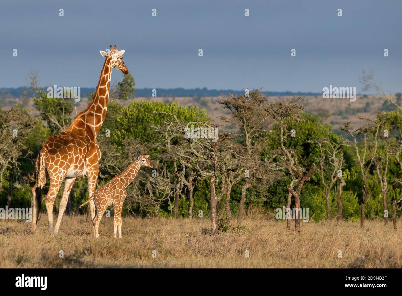 Africa, Kenya, Plateau di Laikipia, Distretto di frontiera settentrionale, Conservatorio di OL Pejeta. Madre reticolata giraffa con neonato (SELVATICA: Giraffa cameloparda Foto Stock