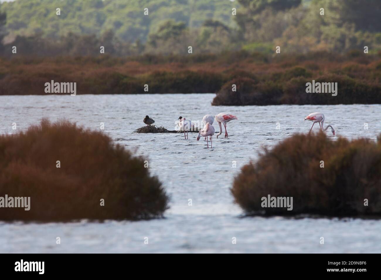 fenicottero rosa nel lago, uccelli migratori riposanti Foto Stock