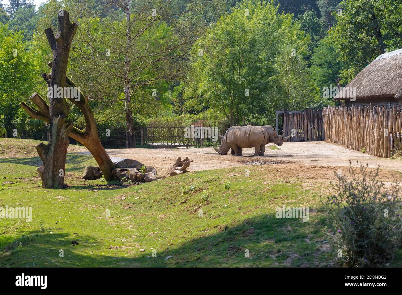 Pull-push, due rinoceronti su una piccola piattaforma di fronte al bungalow Foto Stock