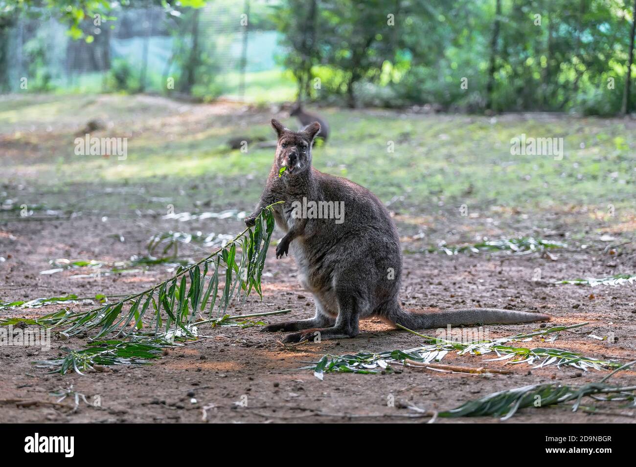 Un piccolo canguro sta mangiando le foglie da un ramo dell'albero Foto Stock