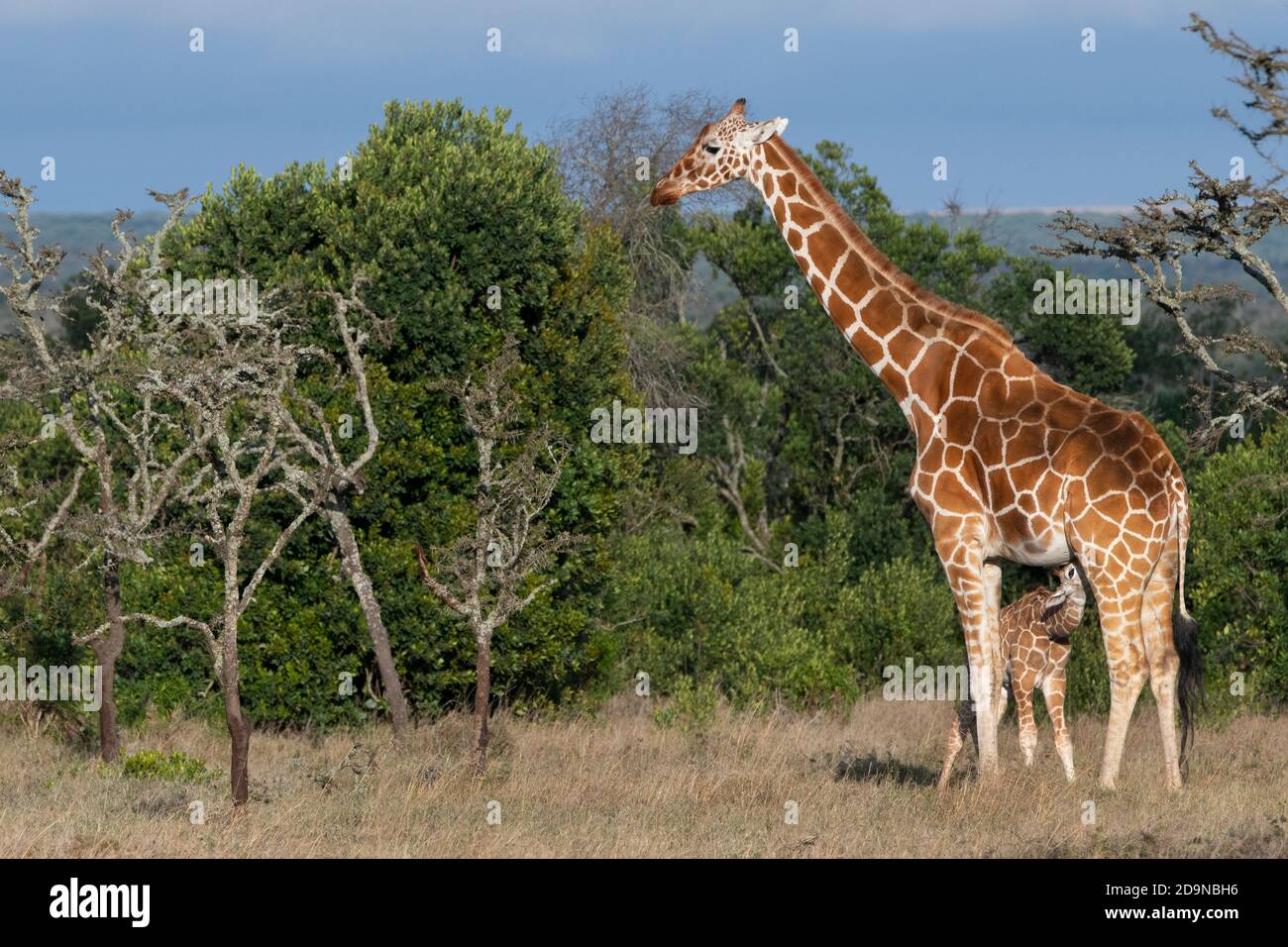 Africa, Kenya, Plateau di Laikipia, Distretto di frontiera settentrionale, Conservatorio di OL Pejeta. Giraffa reticolata madre con allattamento neonato Foto Stock