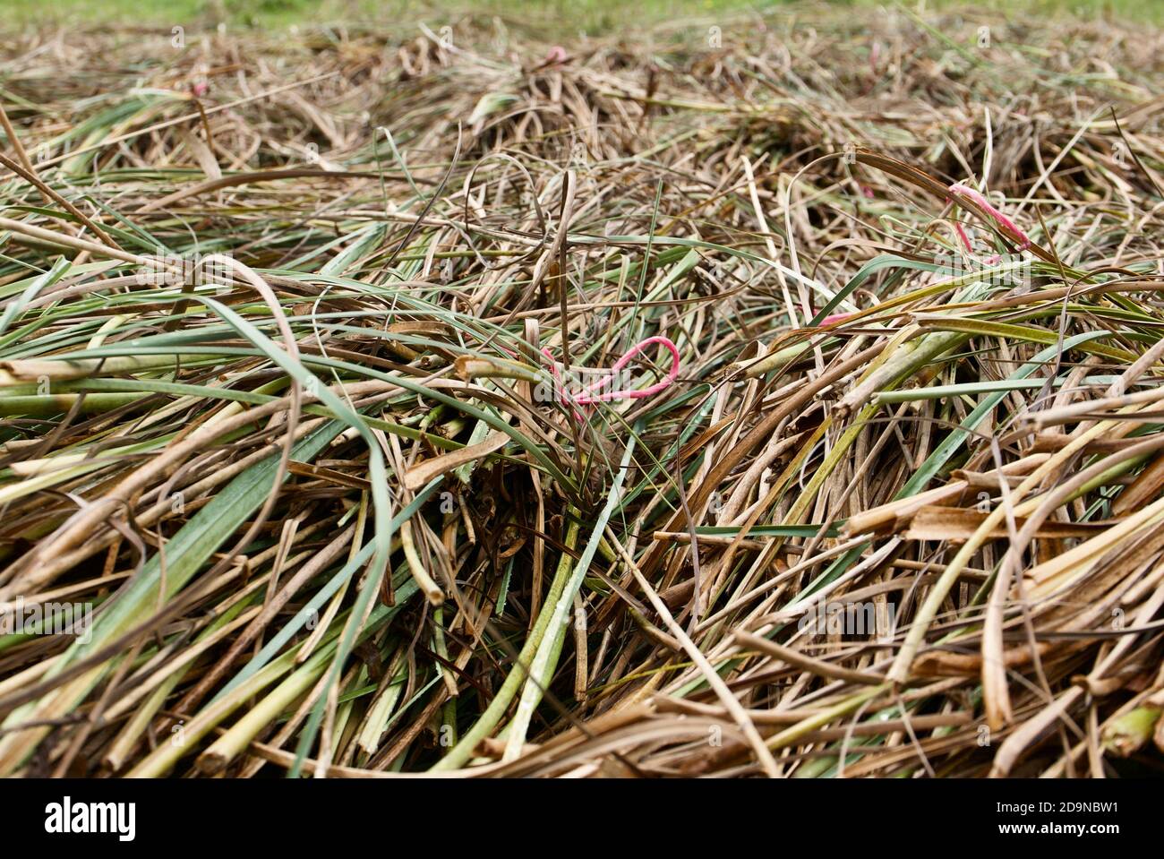 Raccolta di colture per animali da mangiare a Chippenham Fen nella campagna britannica. Raccolti legati insieme con la corda per formare un fascio. Foto Stock