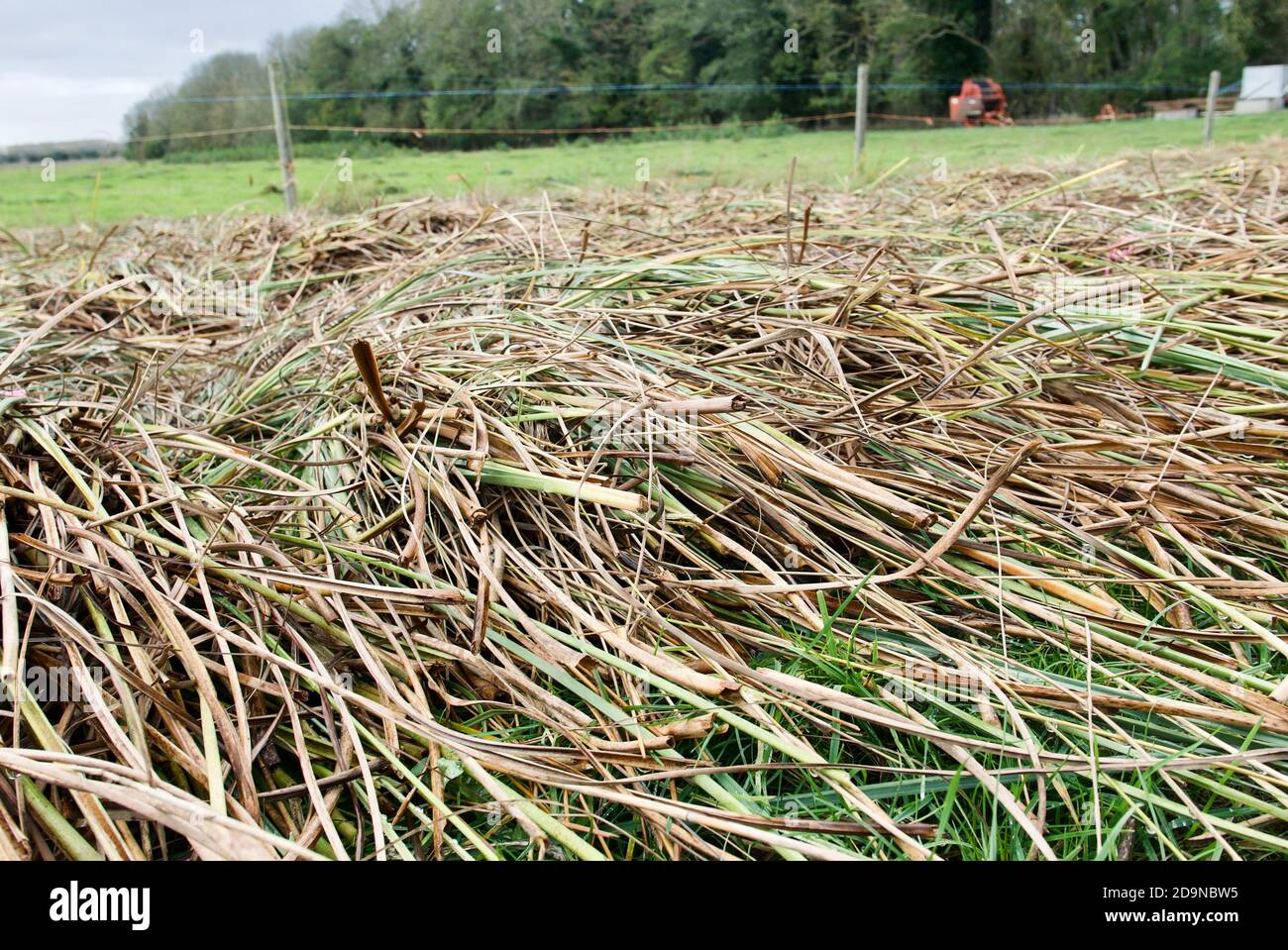 Raccolta di colture per animali da mangiare a Chippenham Fen nella campagna britannica. Raccolti legati insieme con la corda per formare un fascio. Foto Stock