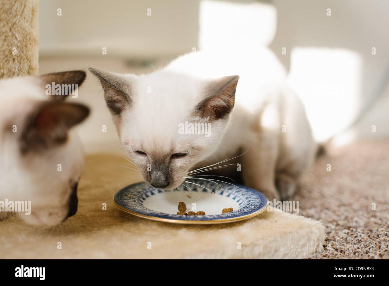 Un gattino siamese Lilac Point di 14 settimane mangiando da un piccolo piatto con un altro gattino siamese Chocolate Point. Foto Stock