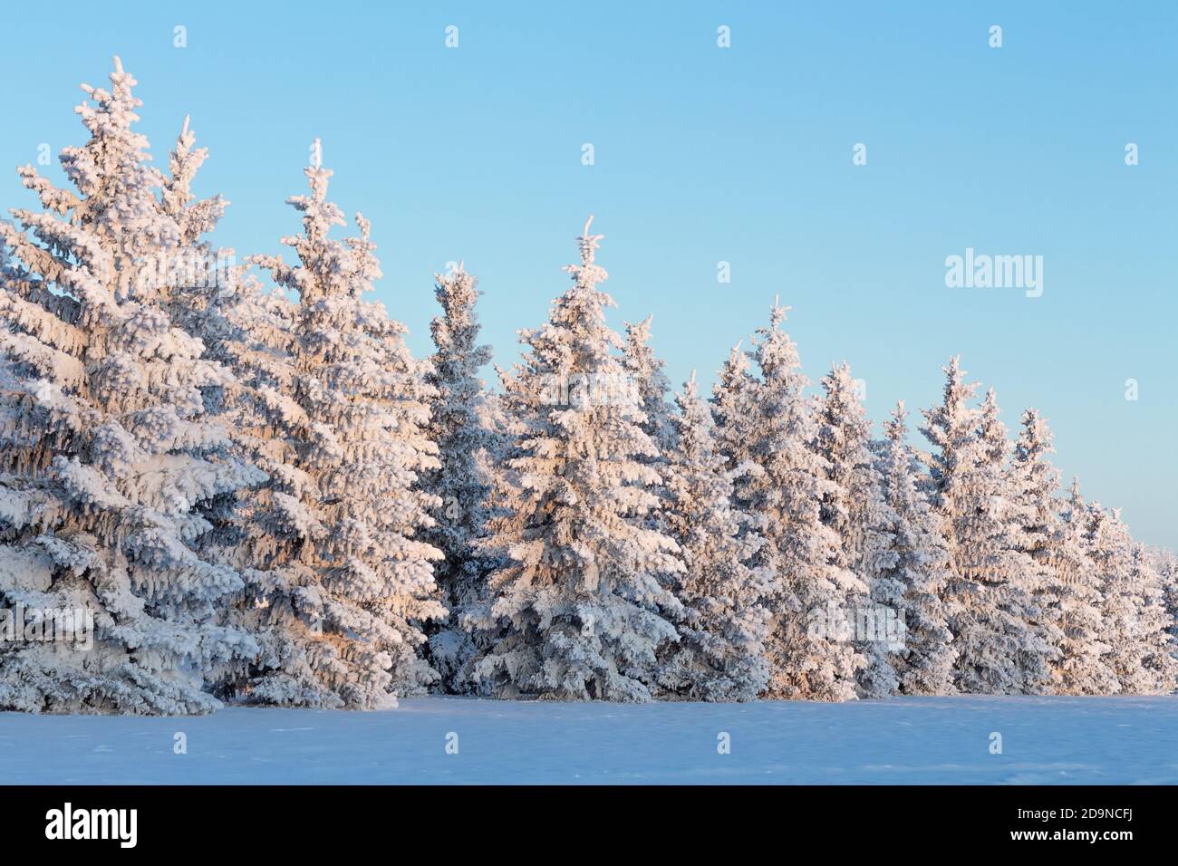 Gelo coperto alberi sempreverdi in una fila con cielo blu Foto Stock