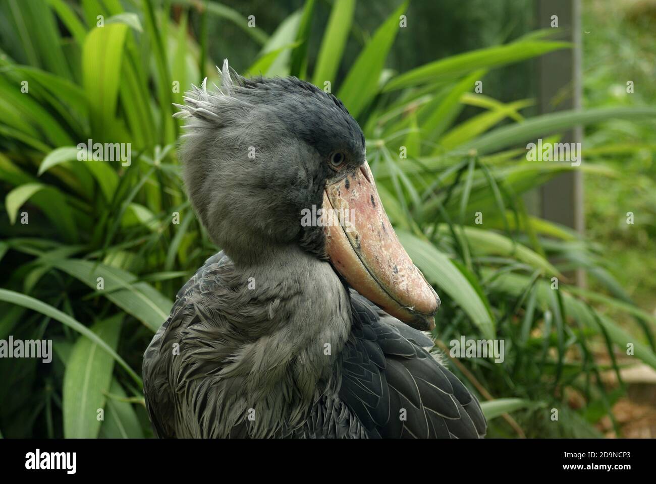 Grande uccello antico Foto Stock