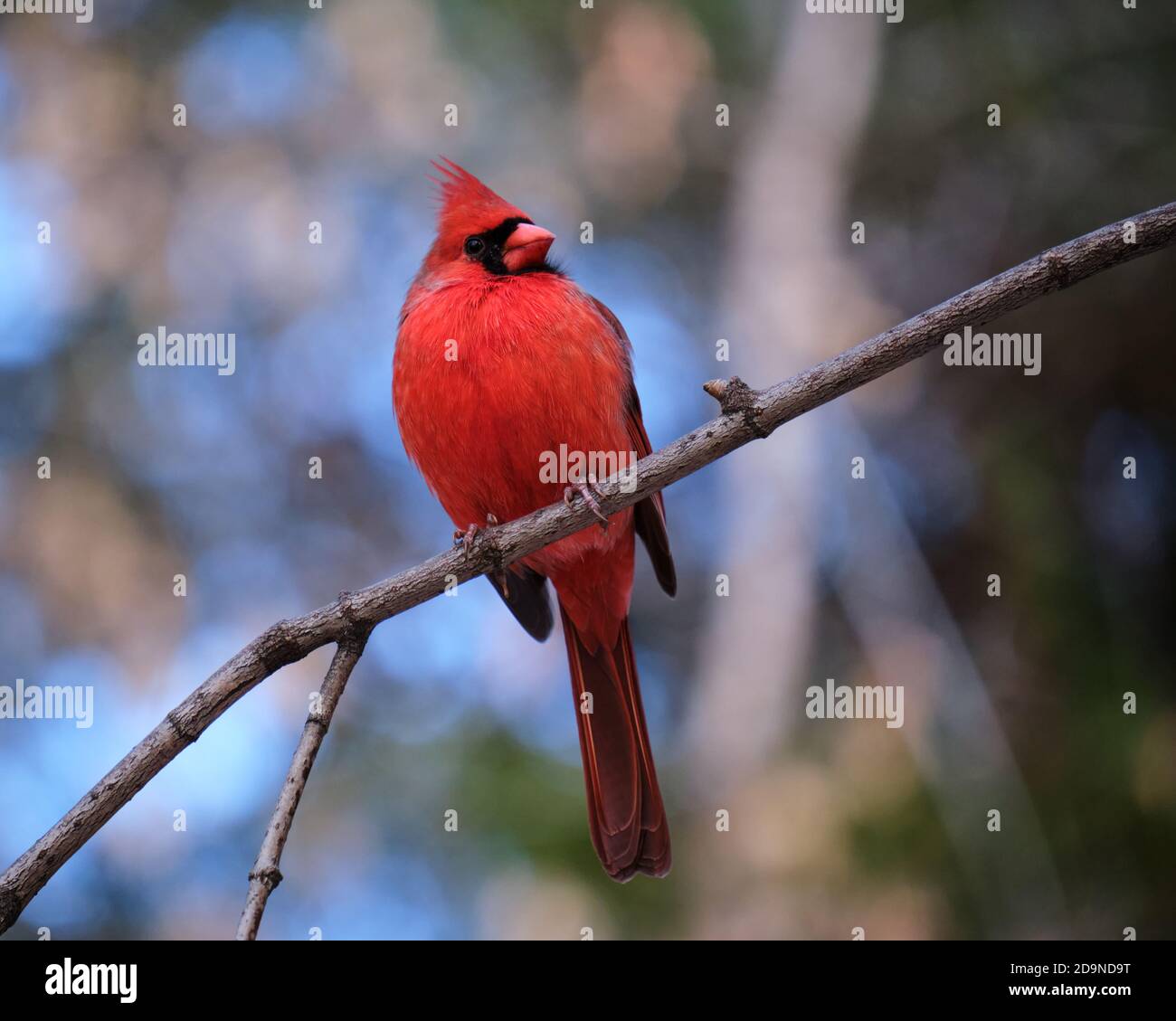 Maschio Nord cardinale frontale arroccato su un ramo contro sfocato sfondo della foresta Foto Stock