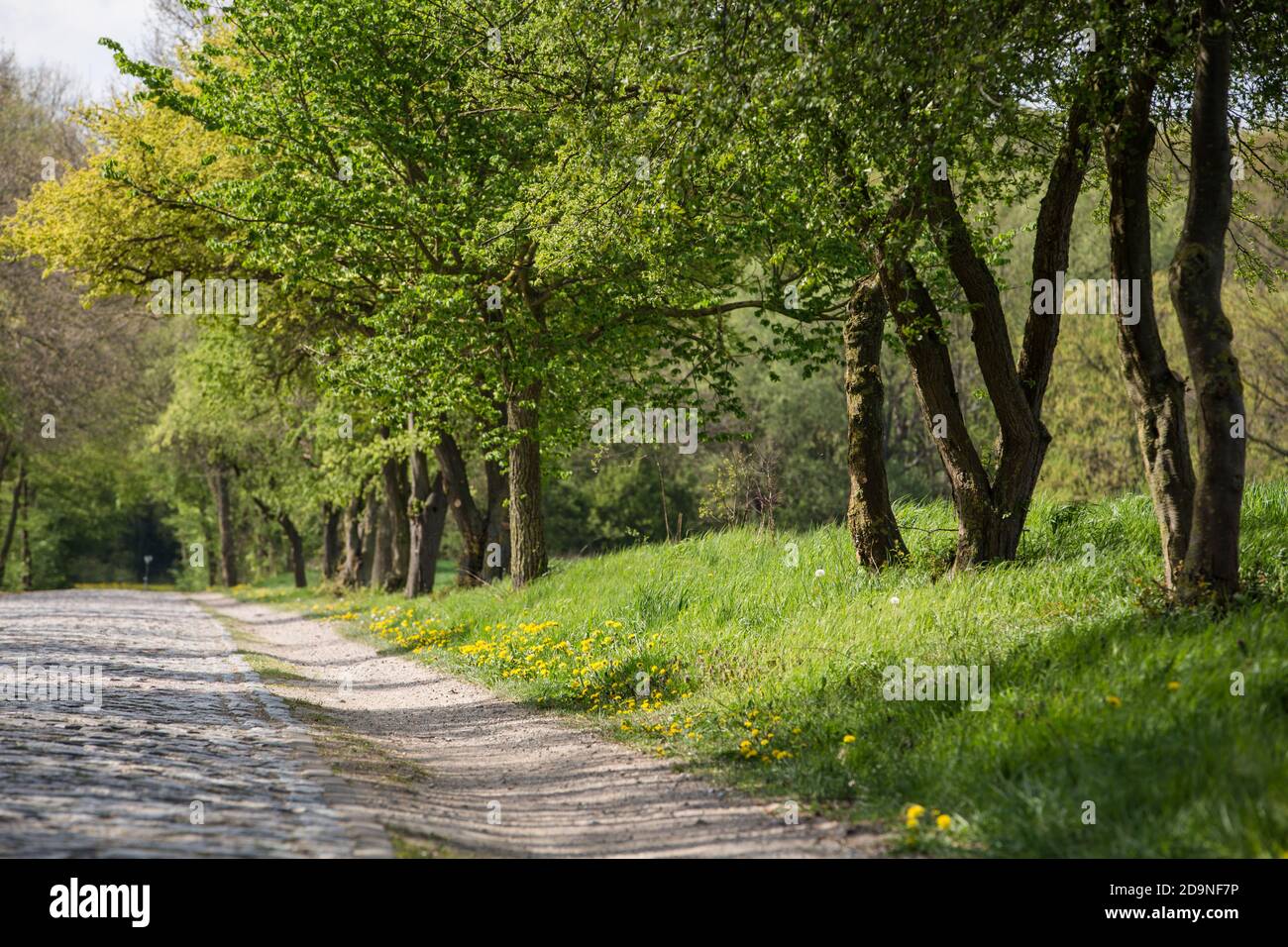 Strada di campagna a Meclemburgo-Pomerania occidentale, Germania Foto Stock