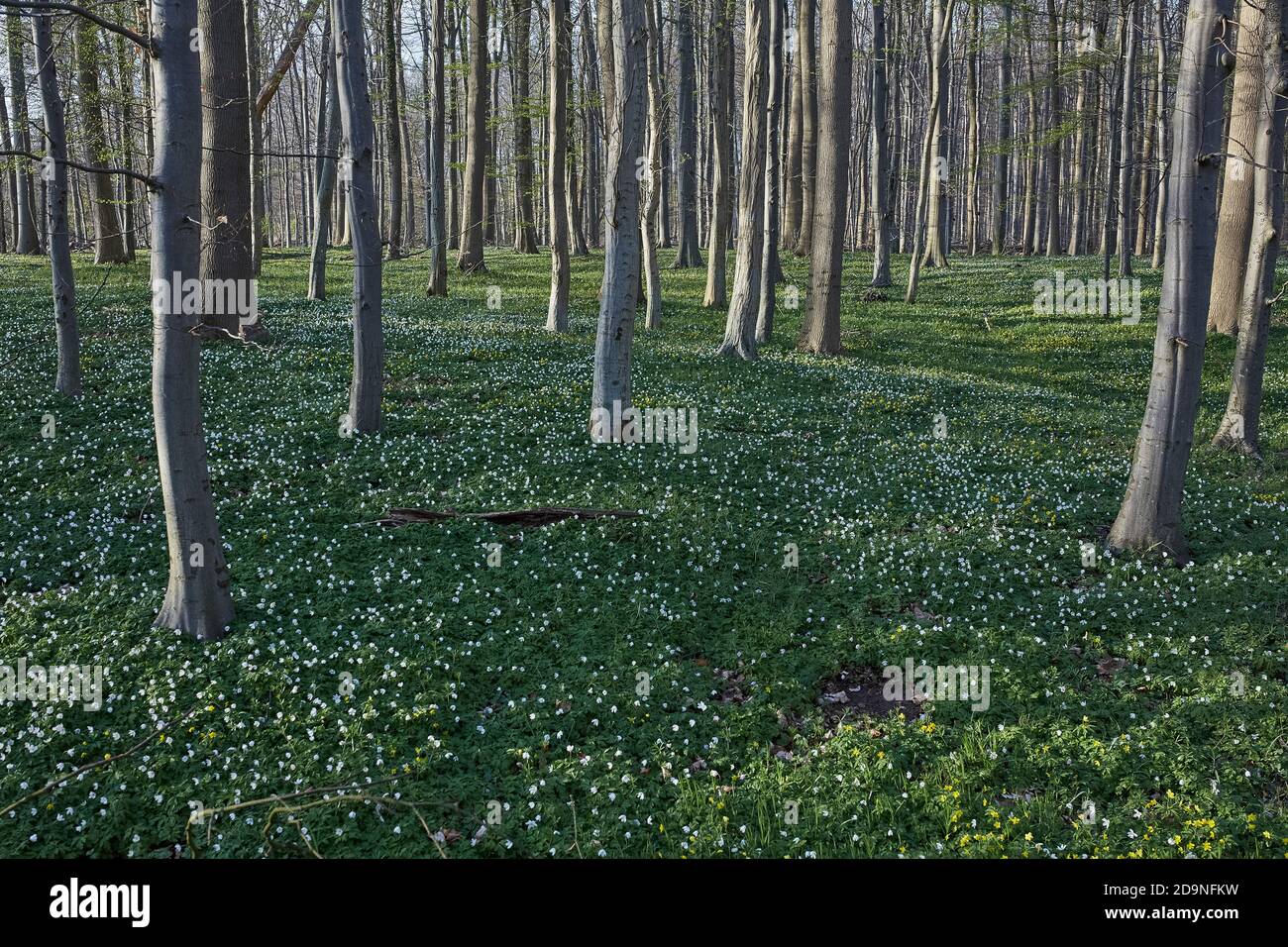 Anemone di legno nella foresta Foto Stock