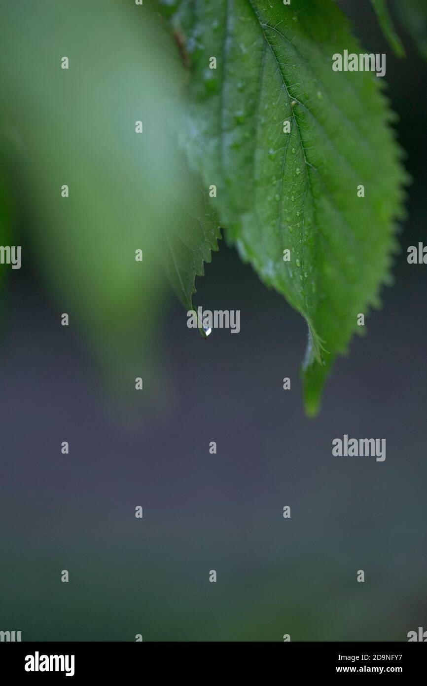 Gocce di pioggia sulla foglia di ciliegia Foto Stock