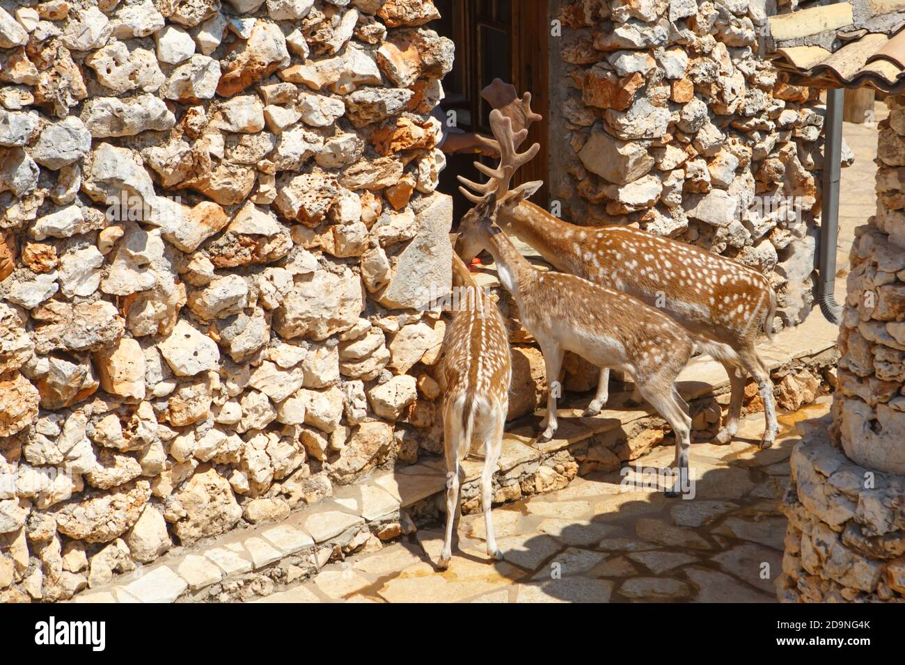 Cervi macchiati prendere il cibo in piedi alla finestra della camera. Nutrire cervi Foto Stock