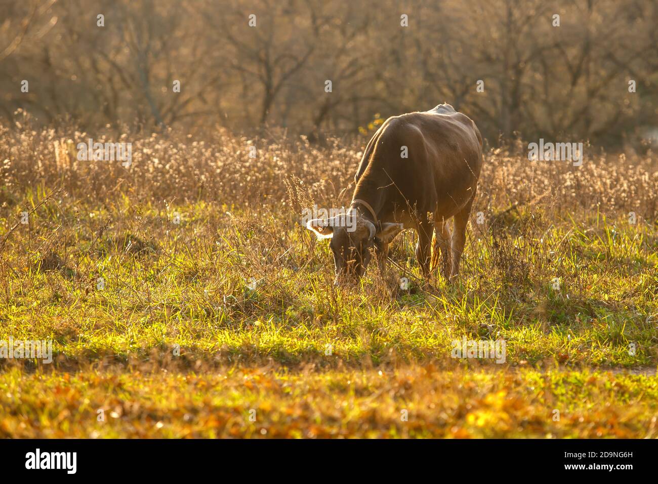 Mucca che pascolano in un prato, illuminato dal sole da dietro. Spazio di copia Foto Stock