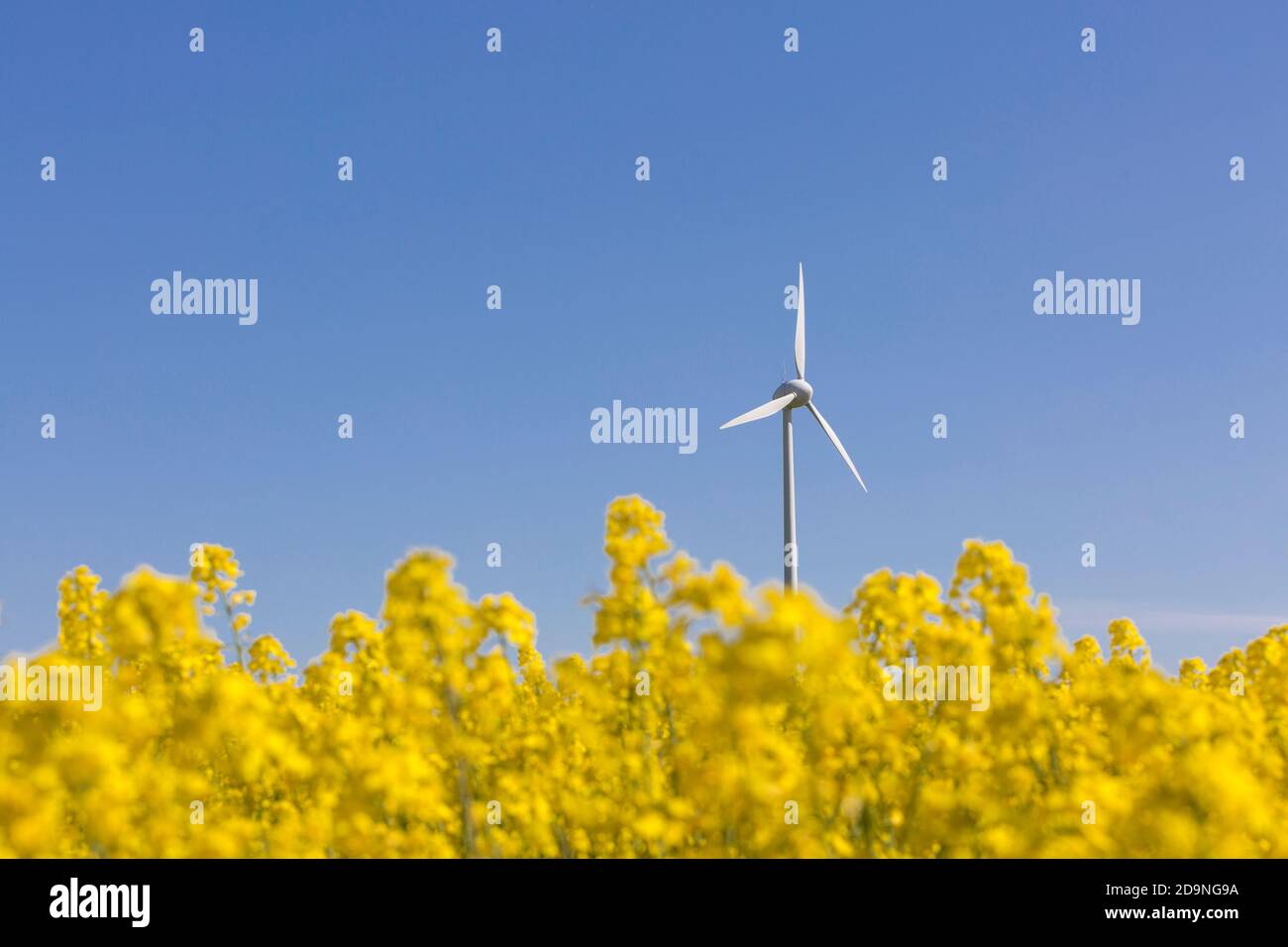 Turbina eolica nel campo di colza Foto Stock